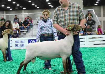 1st Slick Shorn Fall Ram Lamb