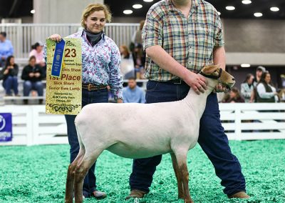 1st Slick Shorn Fall Ewe Lamb