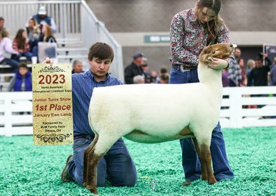 1st January Ewe Lamb