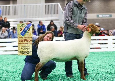 1st February Ewe Lamb