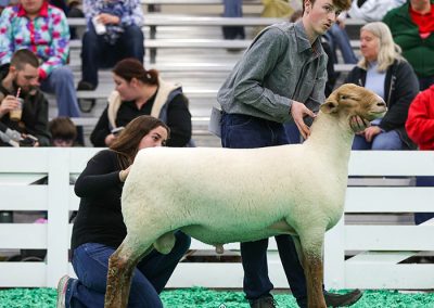 1st January Ram Lamb