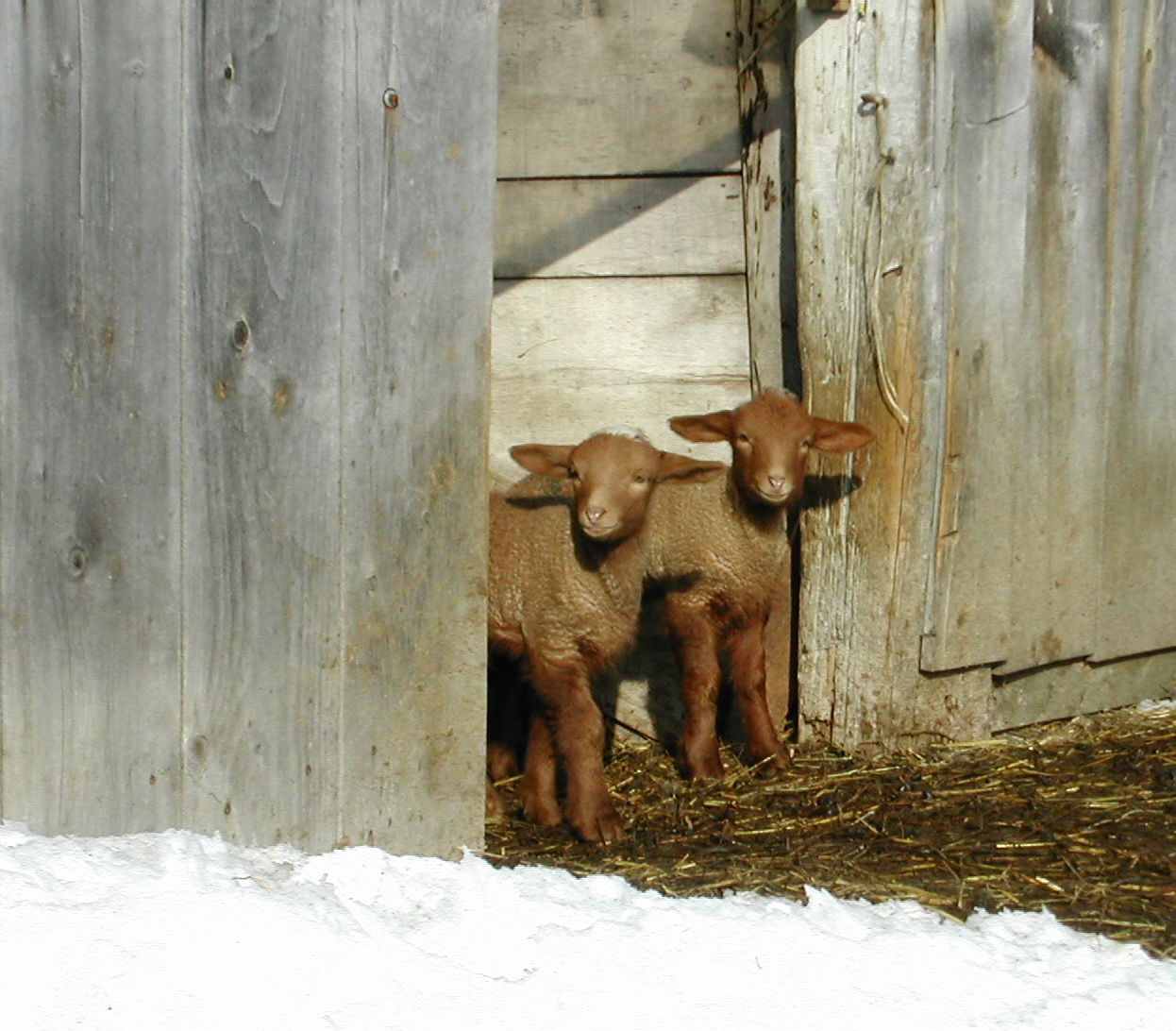 2Shall we go out today-VA