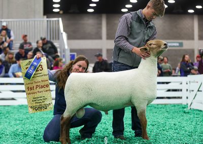 1st February Ram Lamb