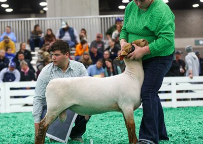 1st Slick Shorn Spring Ram Lamb