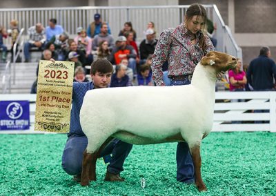1st Late Yearling Ewe