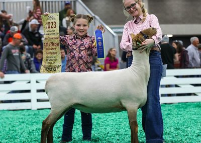 1st Slick Shorn Yearling Ewe