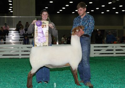 Reserve Sr. Champion Ewe