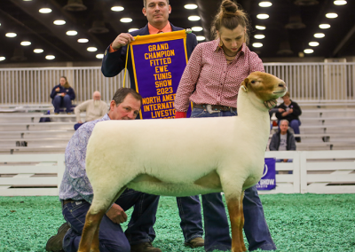 Champion Fitted Ewe