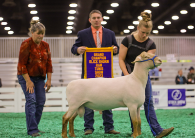 Champion Slick Shorn Ram