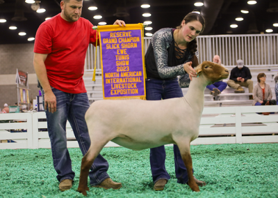 Reserve Slick Shorn Ewe