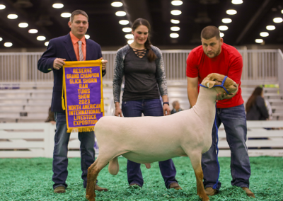 Reserve Slick Shorn Ram
